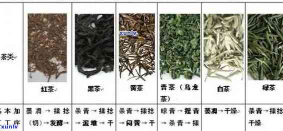 性茶叶有哪些品种名称，探秘性茶叶：了解其品种和名称