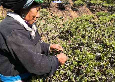 湖南茶叶有哪些品种名称，探索湖南：了解其丰富的茶叶品种和名称