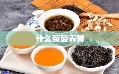 最养胃的茶叶是什么？探讨适合养胃的茶叶品种