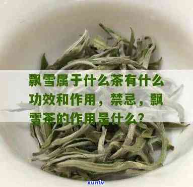 飘雪的茶叶：种类与功效全解析