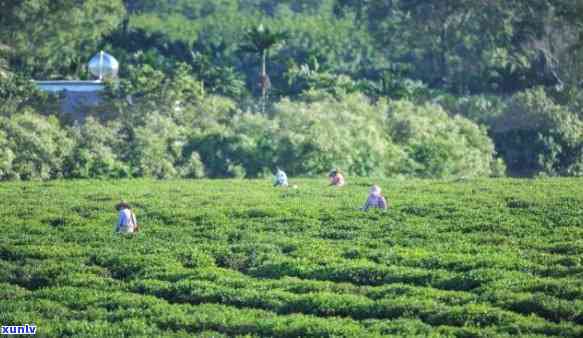 海南万茶叶有几种产地，探秘海南万茶叶：揭秘其多种原产地