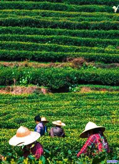 海南万茶叶有几种产地，探秘海南万茶叶：揭秘其多种原产地