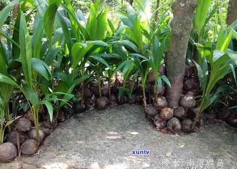 海南万品茶的地方，探寻海南万的品茶胜地