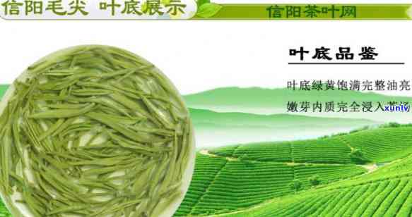 信阳10号茶叶品种-信阳10号茶叶品种大全