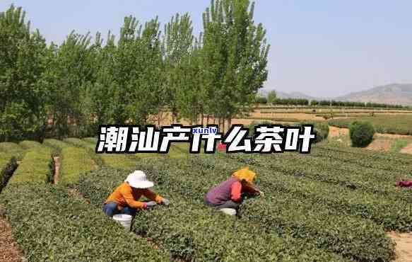 潮汕地区的茶叶，探寻潮汕地区独特的茶叶文化