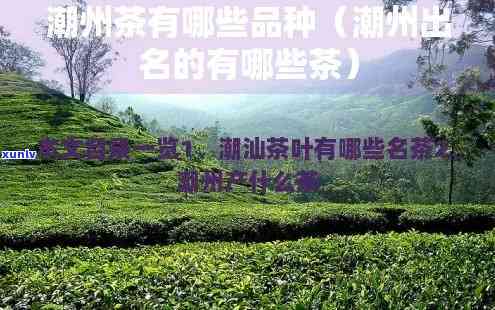 潮汕的茶叶有哪几种-潮汕的茶叶有哪几种类型