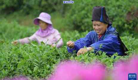 贵州黔东南茶叶品种-黔东南茶叶