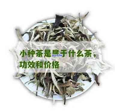 探究小种茶叶的功效及其作用