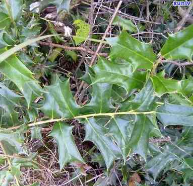 带刺的植物可以泡茶的叫什么？探索其名称与种类