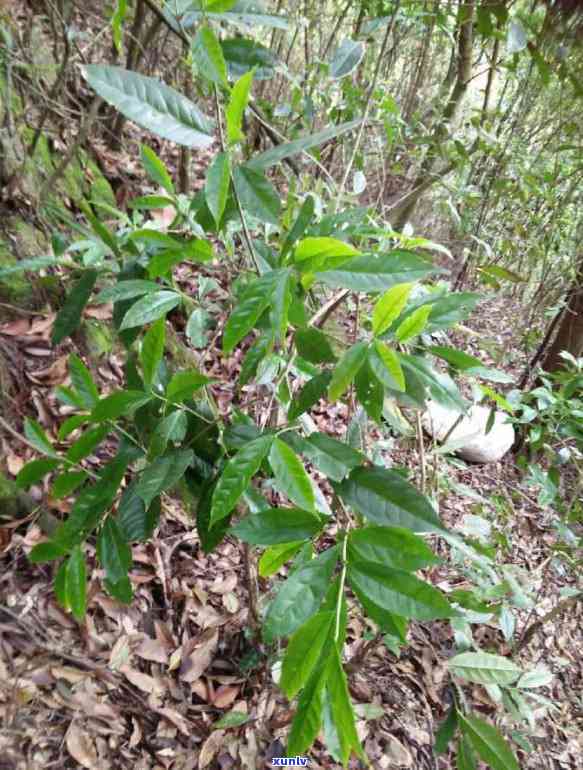 特别苦的茶叶有哪些品种和？