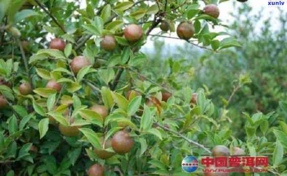 茶叶籽什么时候种，种植时间：何时种植茶叶籽最合适？