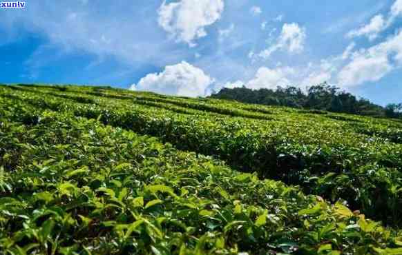 世界上有几种茶叶，探索世界茶海：揭秘茶叶的多样性