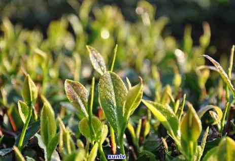 种植时间：茶叶树几月栽种最合适？