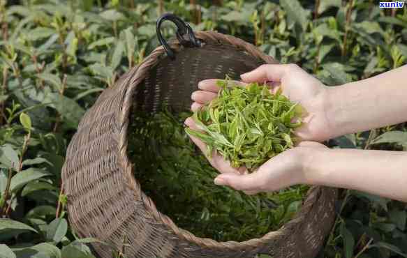 句容的茶叶，品味江名茶：句容茶叶的魅力与特色