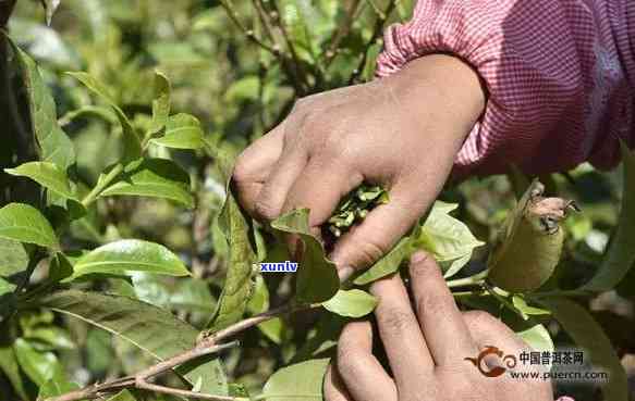 茶叶有几种采摘手法：详解与图片、视频教程