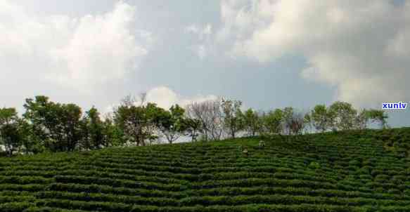 西出名的茶叶有哪些？揭秘西茶叶产地及