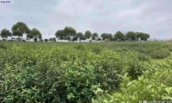 肃天水茶叶场，深度解析：肃天水茶叶场的现状与前景