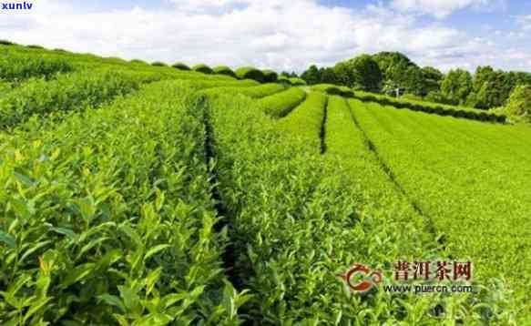 肃天水茶叶场，深度解析：肃天水茶叶场的现状与前景