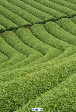 肃天水茶叶场，深度解析：肃天水茶叶场的现状与前景