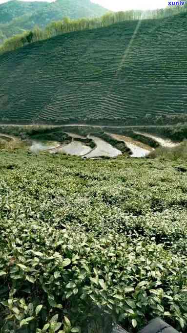 肃天水茶叶场，深度解析：肃天水茶叶场的现状与前景