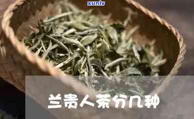 茶叶兰贵人包装品种有哪些，探究茶叶兰贵人的不同包装品种