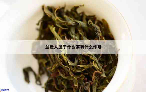 茶叶兰贵人包装品种有哪些，探究茶叶兰贵人的不同包装品种