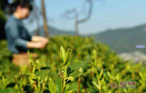 南京本土茶叶，品味南京：探索本地茶叶的精髓与魅力