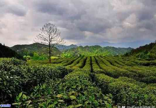 安徽歙县的茶叶：种类与种植基地全解析