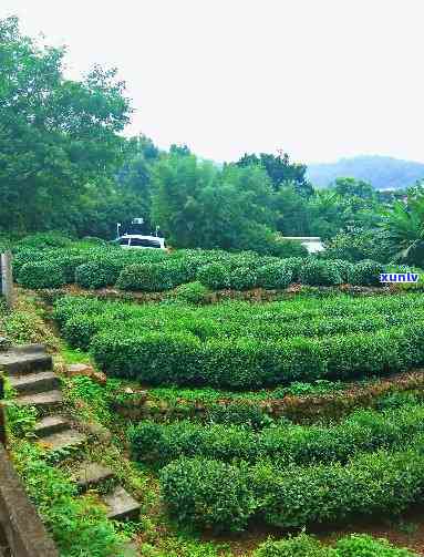 安徽歙县的茶叶：种类与种植基地全解析