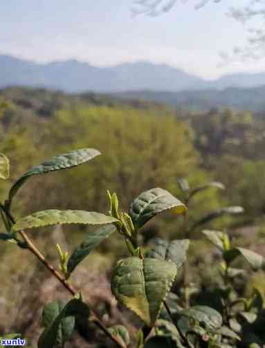 安徽歙县的茶叶：种类与种植基地全解析