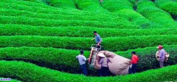 黄山歙县茶叶，探寻中国名茶：黄山歙县茶叶的独特魅力与历文化