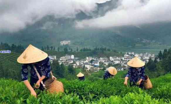 黄山歙县茶叶，探寻中国名茶：黄山歙县茶叶的独特魅力与历文化