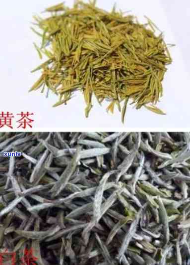 发黄的茶叶是啥品种-发黄的茶叶是啥品种的