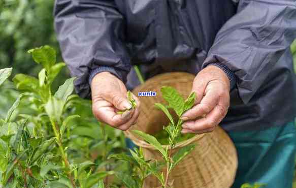 茶叶采摘 *** 有几种图片全解视频