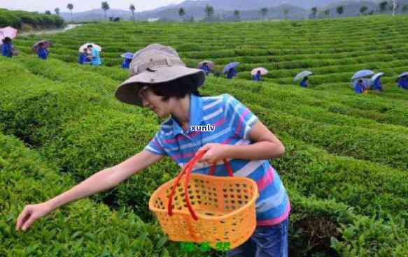 茶叶采摘 *** 有几种图片全解视频