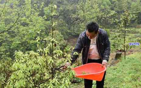 茶叶采摘 *** 有几种呢，探秘茶叶世界：茶叶采摘 *** 大盘点