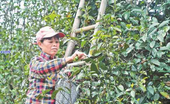 茶叶采摘 *** 有几种呢，探秘茶叶世界：茶叶采摘 *** 大盘点