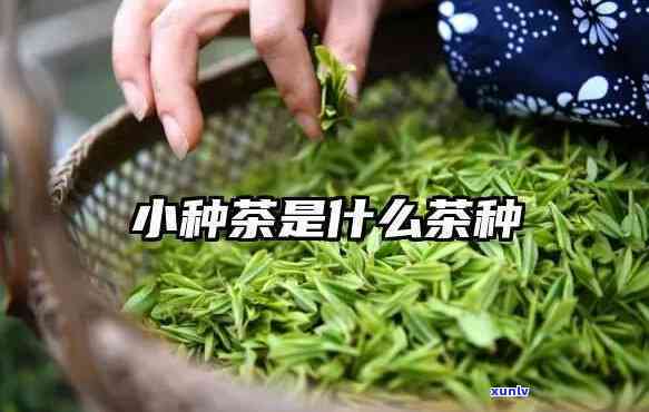 吉州窑茶叶末釉茶盏-吉州窑茶叶末釉茶盏图片