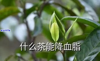 降血脂的茶叶有哪种好，降低血脂，哪种茶叶最有效？