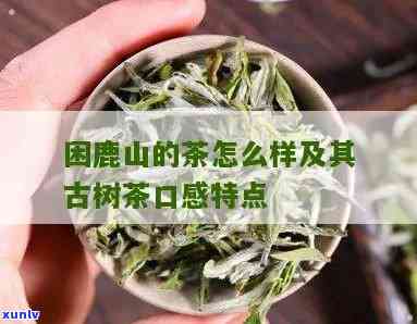 困鹿山古树茶的特点-困鹿山古树茶的特点口感