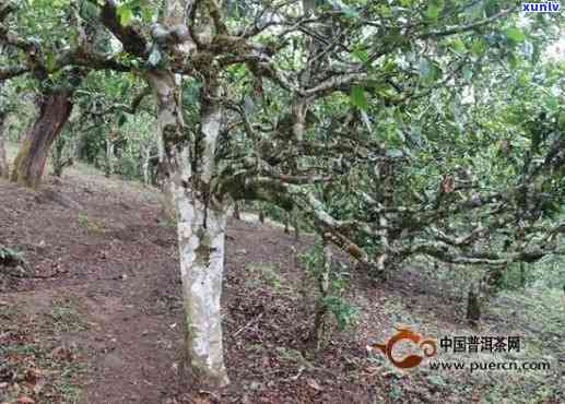 揭示开古树普洱茶的独特特点与价格——生茶篇