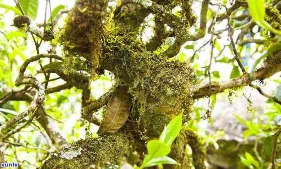 文山顶古树茶的特点介绍，探秘文山顶古树茶：独特的特点与魅力