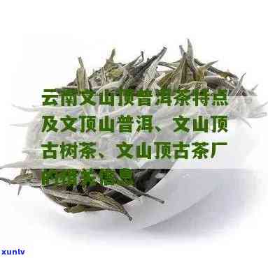 文山顶古树茶的特点-文山顶古树茶的特点是什么