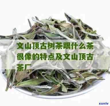 文山顶古树茶的特点-文山顶古树茶的特点是什么