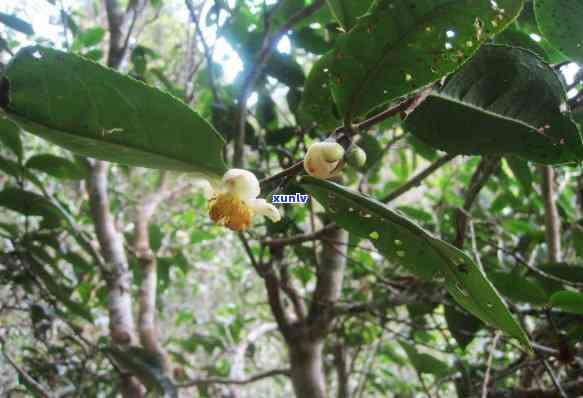 糯古树普洱茶，探寻古老韵味：糯古树普洱茶的魅力与故事