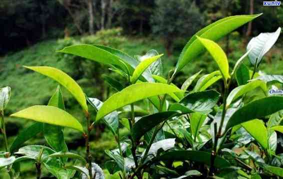 碧安大山古树茶特点-碧安大山古树茶特点介绍