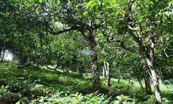 碧安大山古树茶特点-碧安大山古树茶特点介绍