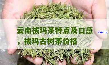 拔玛古树茶口感特点，《探秘“拔玛古树茶”：独特的口感特点解析》