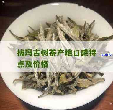 拔玛古树茶口感特点，《探秘“拔玛古树茶”：独特的口感特点解析》