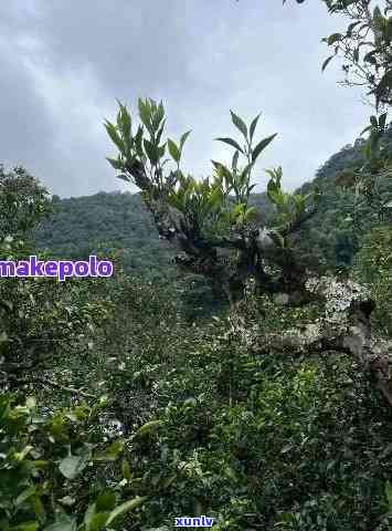 拔玛古树茶口感特点，《探秘“拔玛古树茶”：独特的口感特点解析》